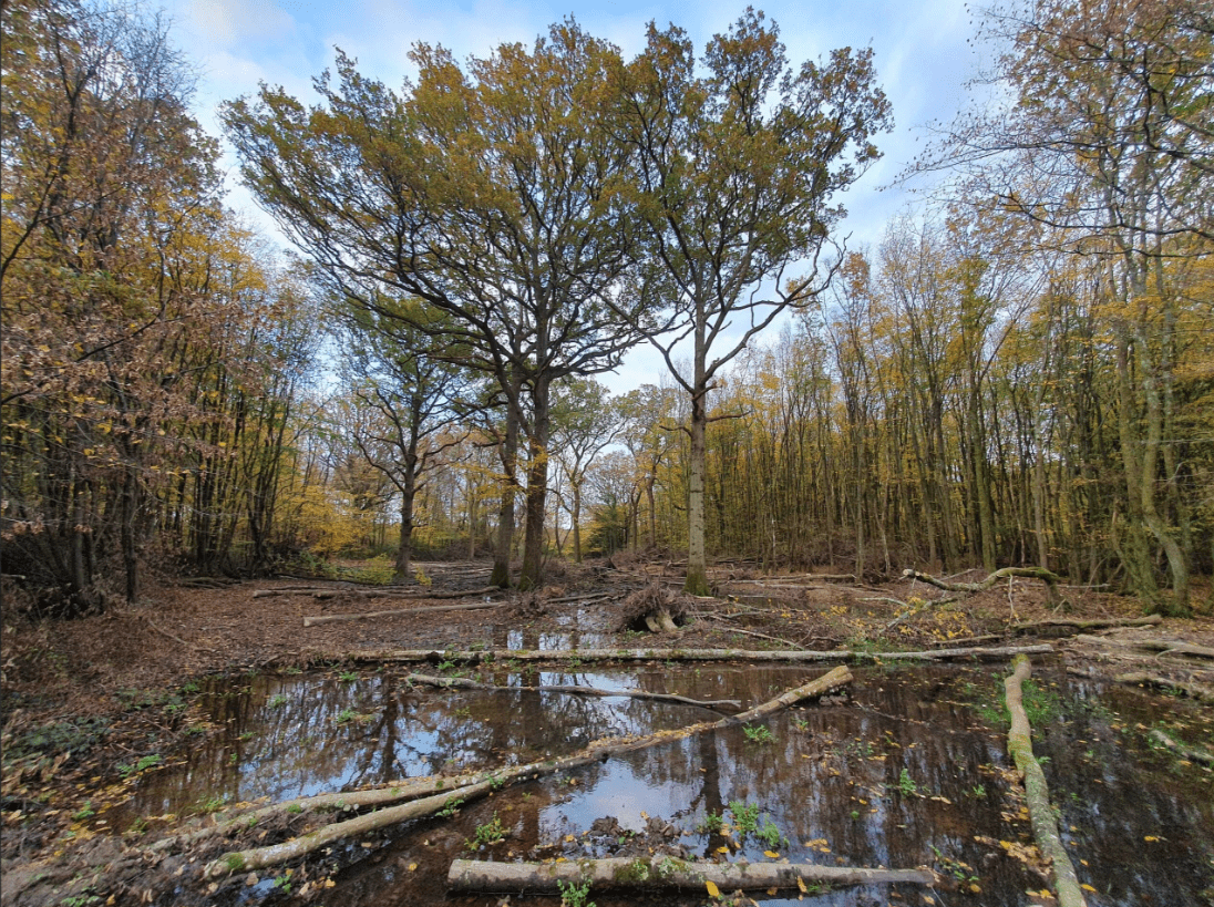 A natural pond in woodland with logs in the foreground and surrounded by trees