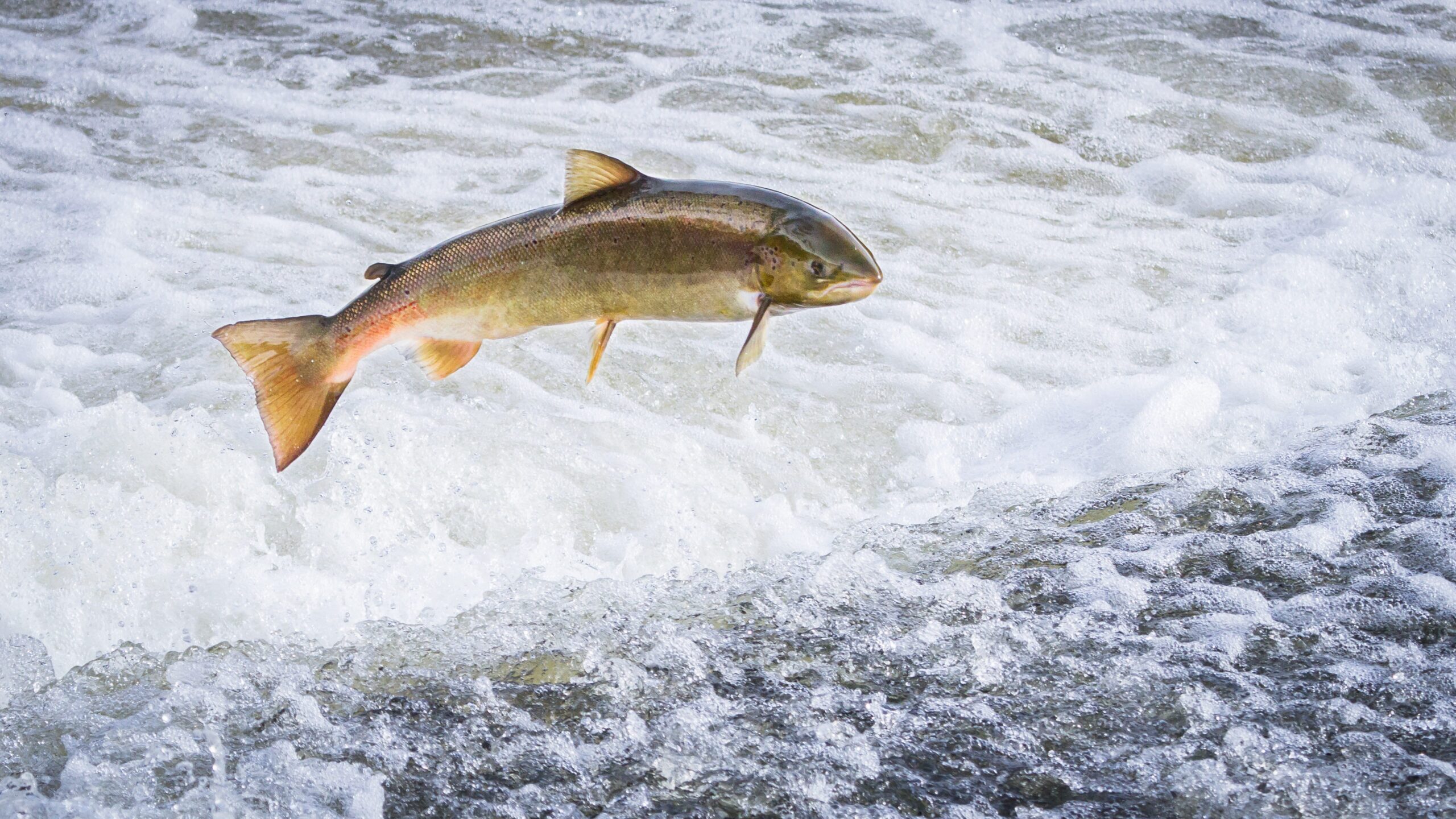 Atlantic Salmon jumping out of the water
